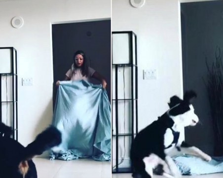 Нова мания с домашните любимци заля мрежата ВИДЕО