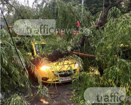 Голямо дърво премаза две таксита в Кършияка ВИДЕО и СНИМКИ