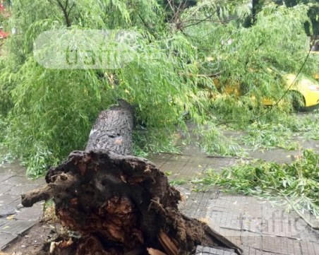 Още едно дърво падна в Пловдив! Този път върху три коли