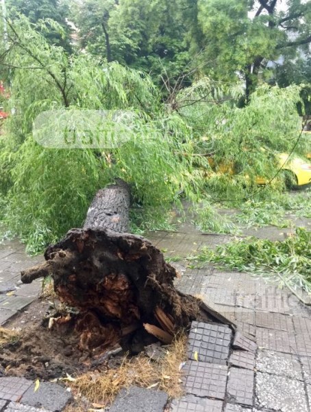 Още едно дърво падна в Пловдив! Този път върху три коли