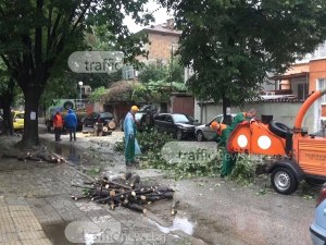 Боклукчийски камион е бутнал дървото, премазало три коли в Кършияка ВИДЕО