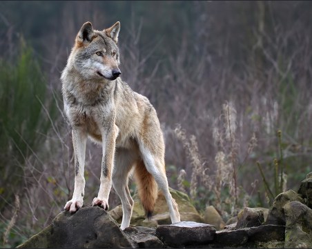 Вълк нападна две деца в Полша