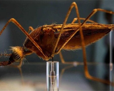 Откриха как да не ни хапят комарите!