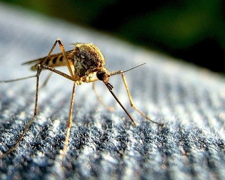 7 начина да облекчите ухапванията от комари