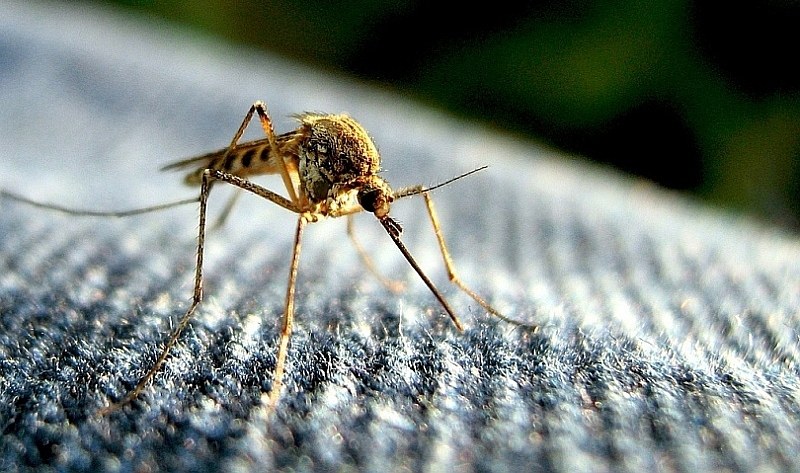 7 начина да облекчите ухапванията от комари