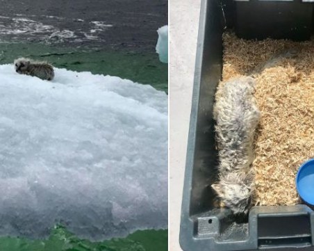 “Ледена епоха“ оживя! Полярна лисица се настани на плаващ айсберг СНИМКИ