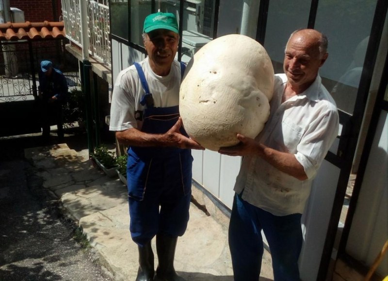 Откриха гигантска гъба пърхутка в района на Пловдив