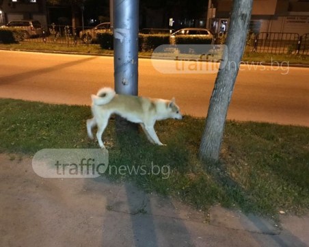 Изгубено куче се лута в Кючука! Познавате ли стопаните? СНИМКА и ВИДЕО