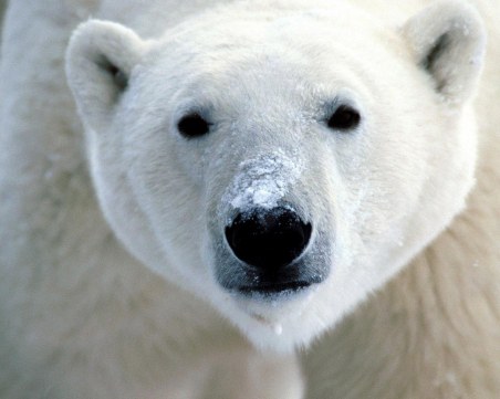 Баща загина като герой, докато пази децата си от атака на бяла мечка