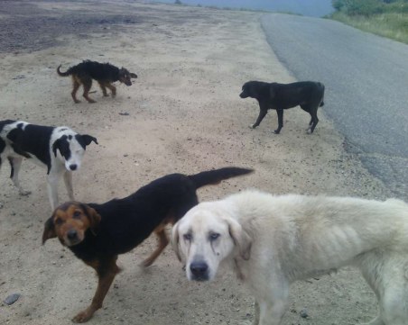 Природозащитници преброиха 40 избити кучета на Юндола, общината - само едно СНИМКИ