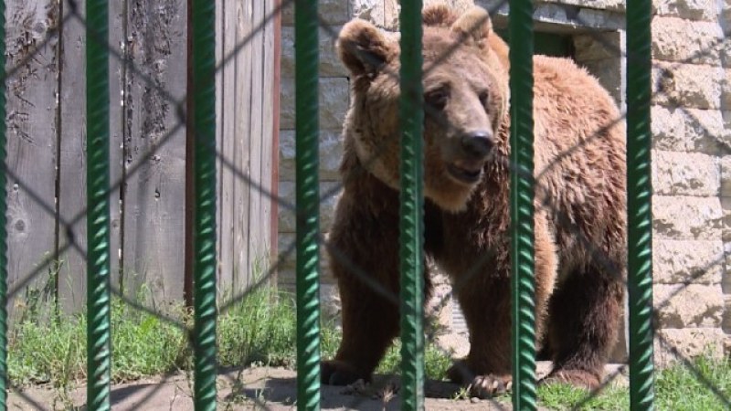 Мечки избягаха от зоопарка в Димитровград, тръгнаха по алеите с посетители