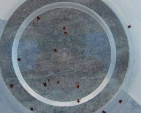 Кърлежи отново тормозят пловдивчани, ухапаните се увеличават