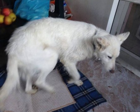 Рони се загуби в Смирненски, виждали ли сте я СНИМКИ