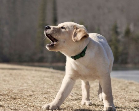 Как кучетата надушват 