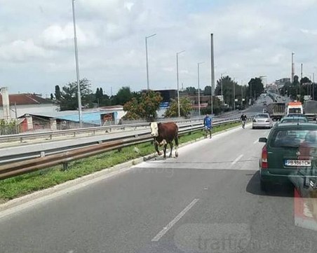 Корида! Роми гонят бик из улиците на Пловдив СНИМКИ
