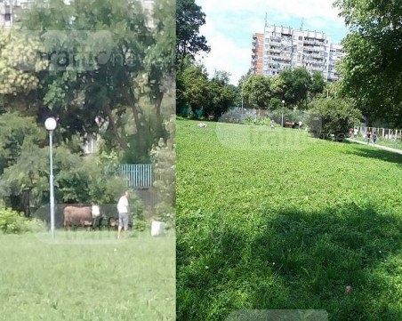 Одисеята с избягалия бик в Пловдив не спира! 10 роми се опитват да го хванат с голи ръце СНИМКИ