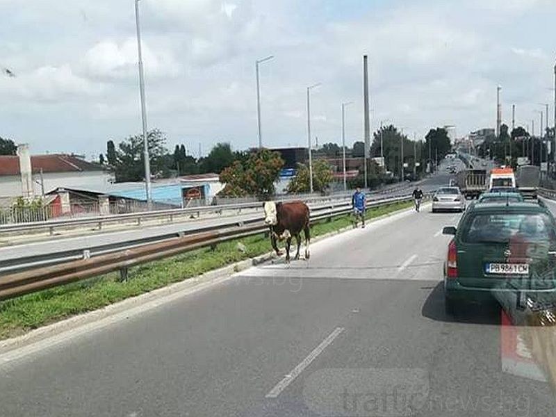 Корида! Роми гонят бик из улиците на Пловдив СНИМКИ