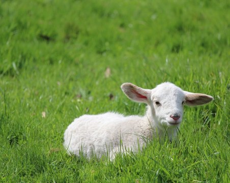 Ако днес спираме катастрофите с курбан, дали утре няма да разкриваме убийствата с врачки?