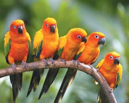 Интересен тест с птици разкрива какво ви очаква това лято