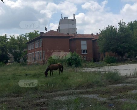 Сега ще видите кон боб яде ли! Дворът на бивше училище в центъра на Пловдив стана пасище