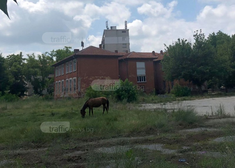 Сега ще видите кон боб яде ли! Дворът на бивше училище в центъра на Пловдив стана пасище