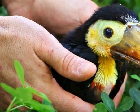 Бебе тукан се излюпи за първи път в България