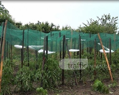 Градушка с големина на яйце помля няколко села в Кърджалийско ВИДЕО