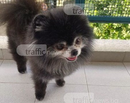 Кученцето Колин изчезна, 3 дни стопаните му го търсят под дърво и камък! Виждали ли сте го? СНИМКИ