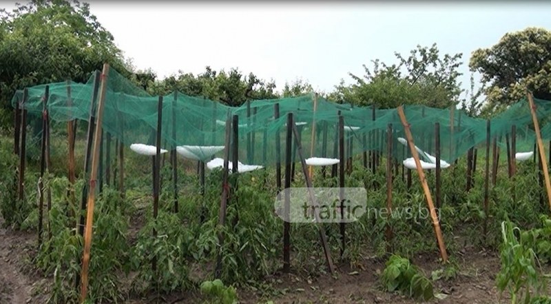 Градушка с големина на яйце помля няколко села в Кърджалийско ВИДЕО