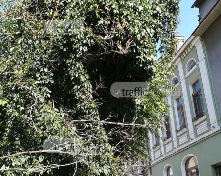 Дърво се стовари върху жици в центъра на Пловдив СНИМКИ