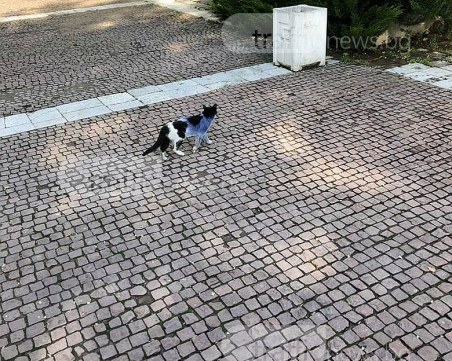 Гавра с котка в Пещера, боядисаха я в синьо СНИМКИ