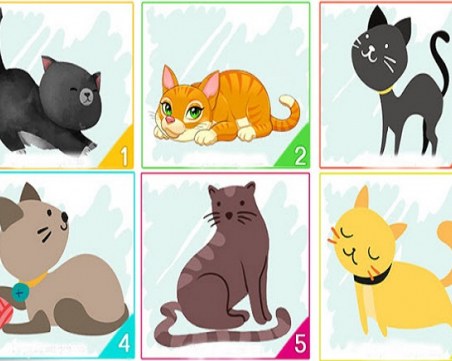 Изберете си котка и вижте какво казва това за вашата личност