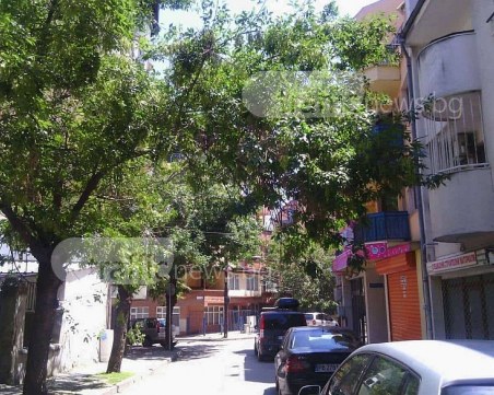 Клони се оплетоха в жици, заплашват пешеходците в центъра на Пловдив СНИМКИ