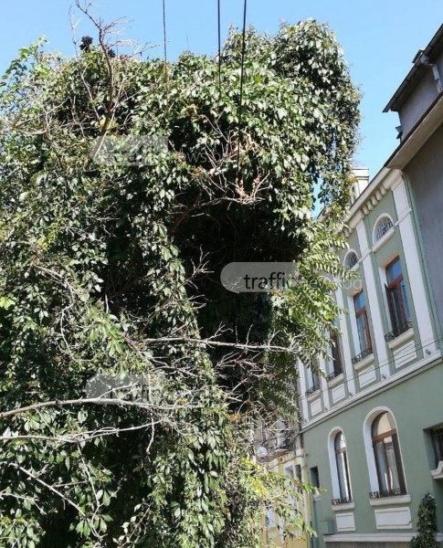 Дърво се стовари върху жици в центъра на Пловдив СНИМКИ