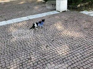 Гавра с котка в Пещера, боядисаха я в синьо СНИМКИ