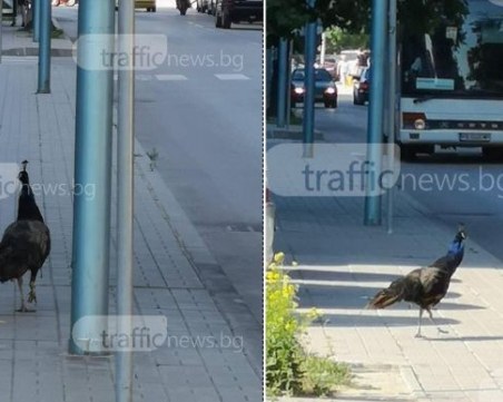 Паун се впусна в приключение по кючукпарижките улици СНИМКИ