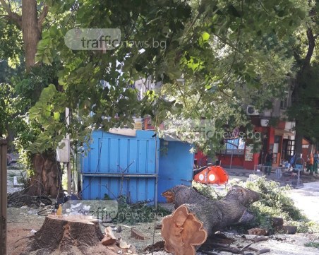 Режат дървета заради ремонтите в центъра на Пловдив СНИМКИ