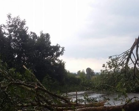 Дърво се стовари на изхода на Пловдив, шосето е блокирано СНИМКИ и ВИДЕО