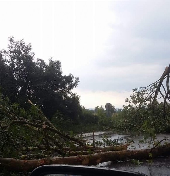 Дърво се стовари на изхода на Пловдив, шосето е блокирано СНИМКИ и ВИДЕО