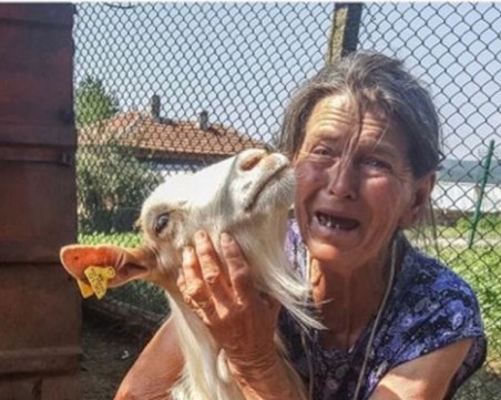 До второ нареждане: Стадото на баба Дора остана единственото в Шарково