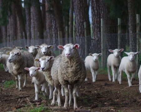 След 3000 умъртвени кози и овце, евтаназирането на животни продължава!