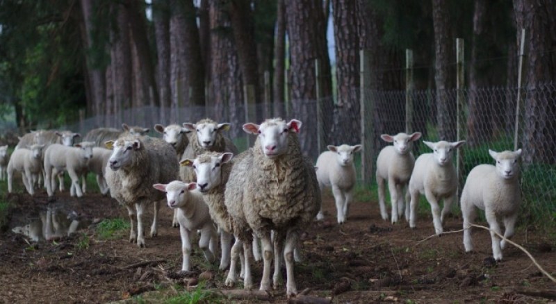 След 3000 умъртвени кози и овце, евтаназирането на животни продължава!