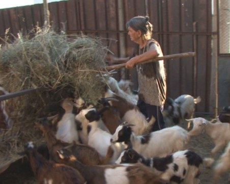 След евтаназията: Плащат по 140 лв. за агне и 190 лв. за овца
