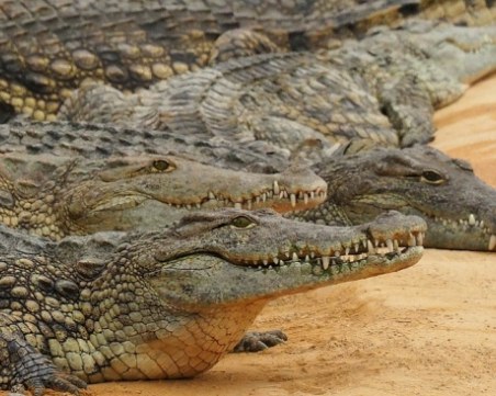 Умъртвиха с чукове и тояги близо 300 крокодила в Индонезия