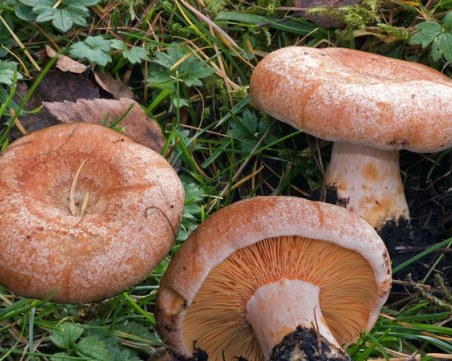 Внимавайте! Семейство с дете се натрови с гъби