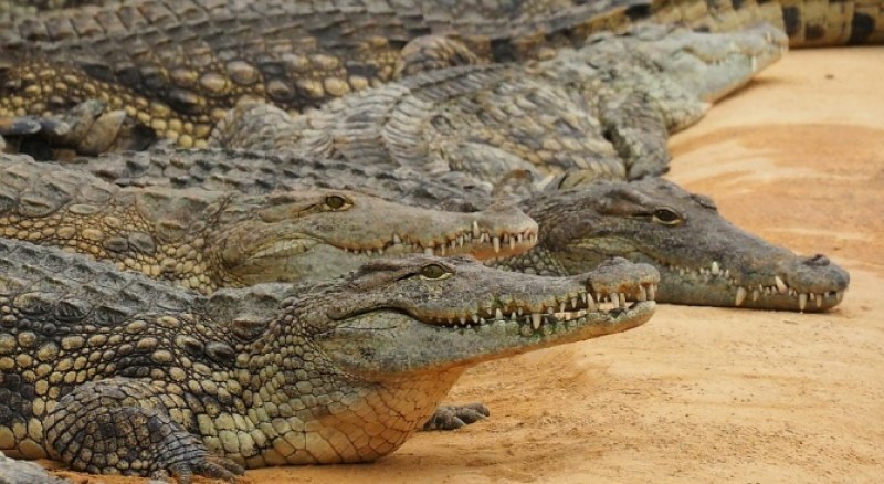 Умъртвиха с чукове и тояги близо 300 крокодила в Индонезия