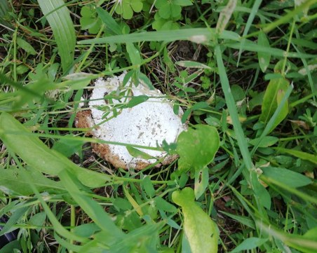 Внимавайте! Хвърлят хляб с отрова за кучета до МГ-то в Пловдив СНИМКИ