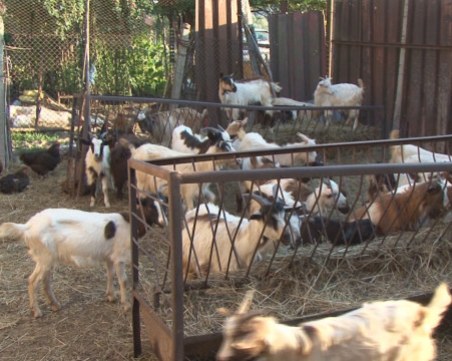 Извънредно заседание в парламента днес! Причината - евтаназията на животни