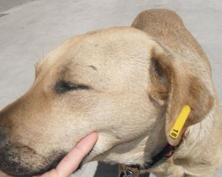 Мъж преби жестоко кучето на приятел! Грозят го до 3 години затвор