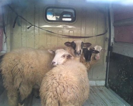 Предприемат спешни мерки за ограничаване на заразата от чума